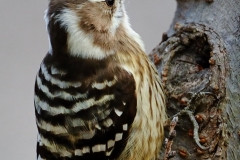 野鳥_120ｺｹﾞﾗ